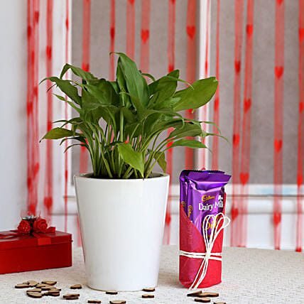 Peace Lily Plant in Ceramic Pot with Dairy Milk Silk