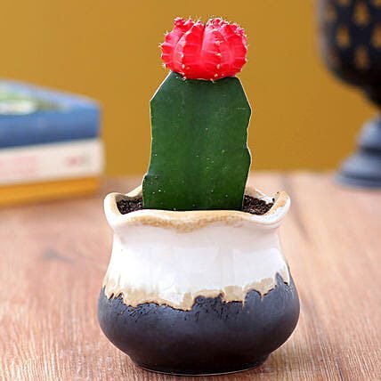Red Moon Cactus In Dual Shade Ceramic Vase