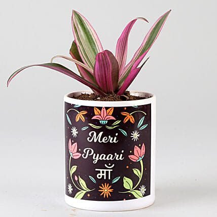 Roheo Plant In Meri Pyaari Maa Printed Pot