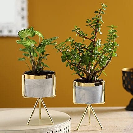 Set of Syngonium & Ficus Compacta In Ceramic Pots