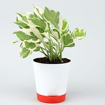 White Pothos Plant In Self Watering White Pot Hand Delivery